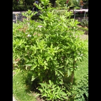 Sureau, Sambucus nigra (4)